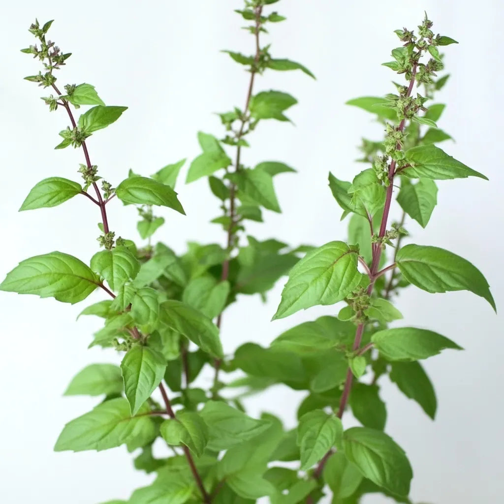 250 Graines de Basilic Sacré Tulsi