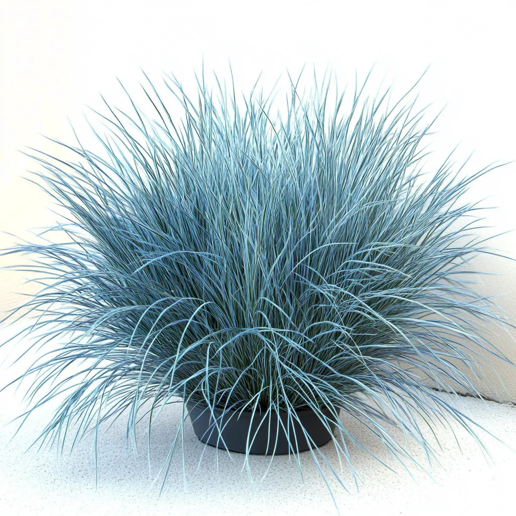 500 Graines de Fétuque Bleue (Festuca glauca)