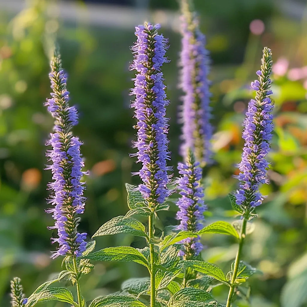 100 Anise Hyssop Seeds