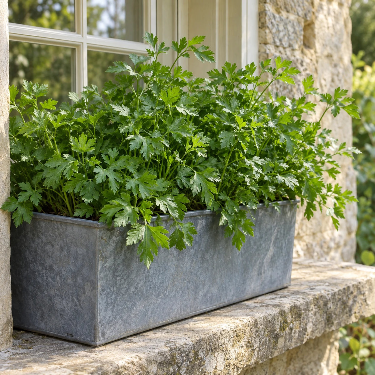 Persil plat cultivé dans une jardinière en zinc sur un appui de fenêtre extérieur.