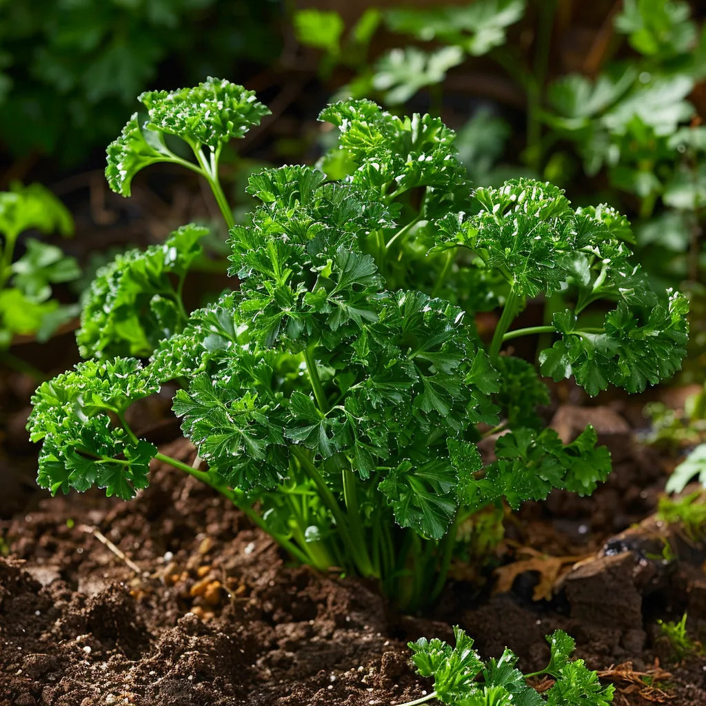 500 Curly Parsley Seeds