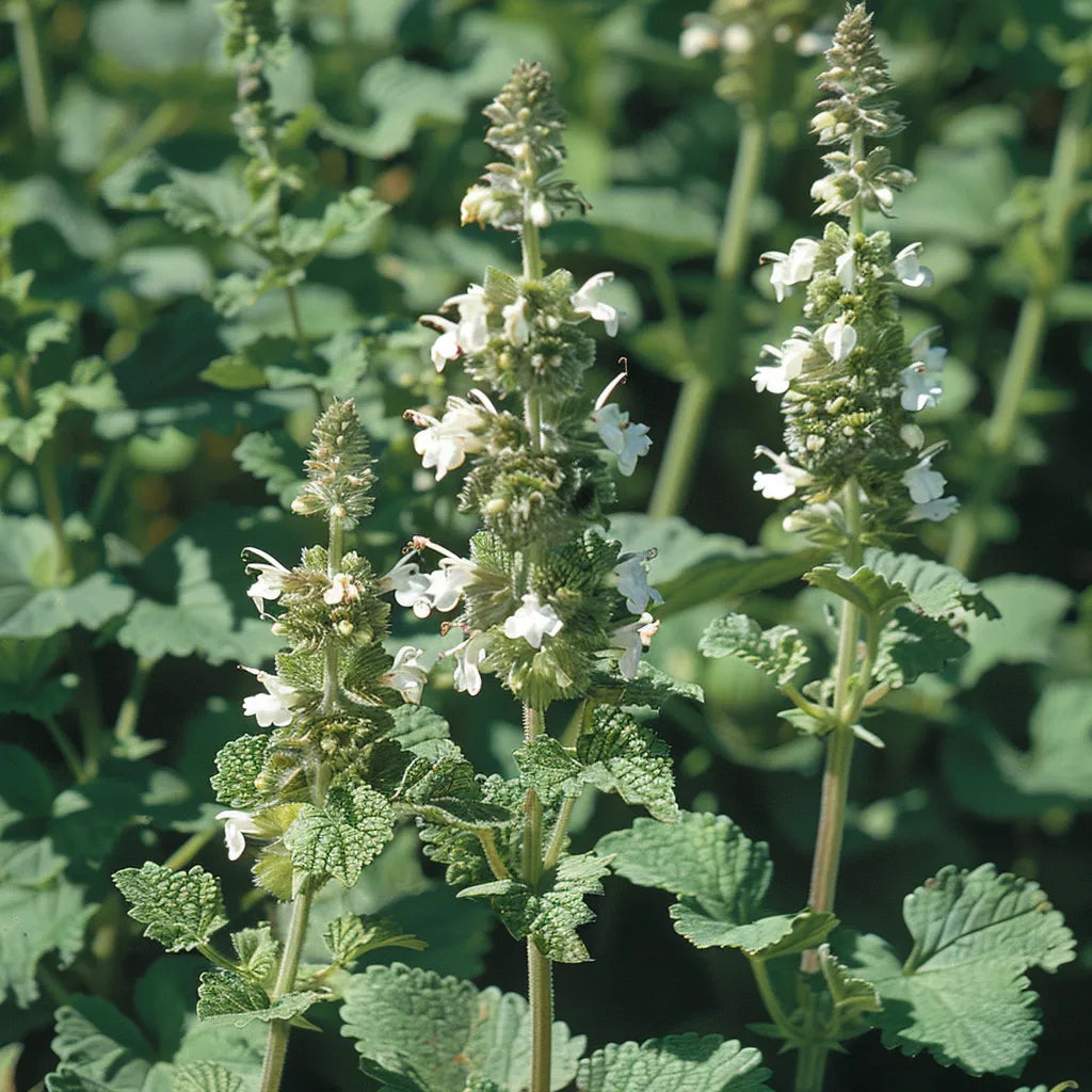 200 Samen des Weißen Andorns (Marrubium vulgare)