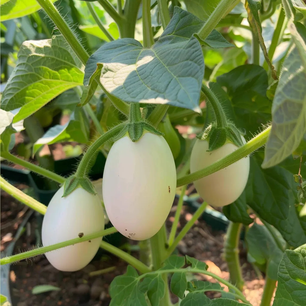 60 White Egg Eggplant Seeds