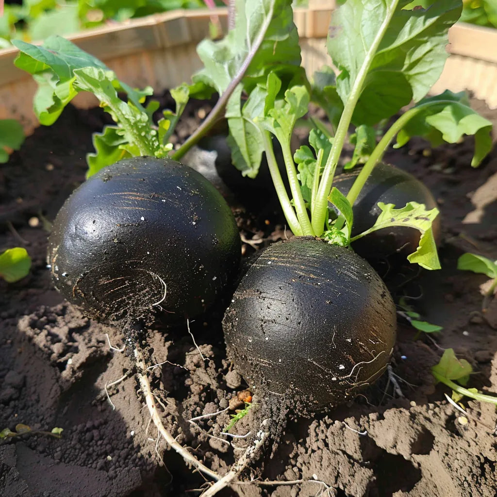 250 Large Round Winter Black Radish Seeds