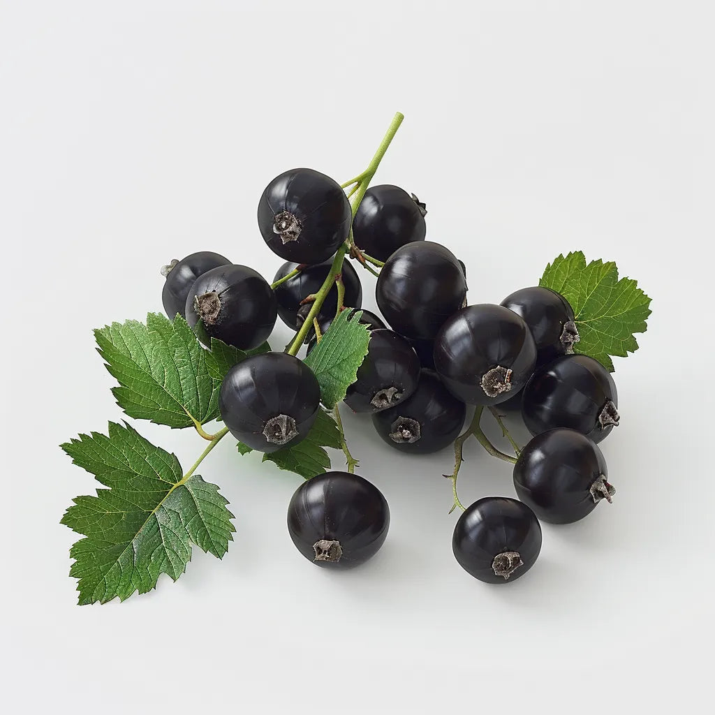 150 Graines de Cassis Géant de Boskoop (Ribes negrum)