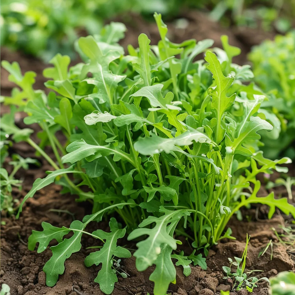 500 Graines de Roquette