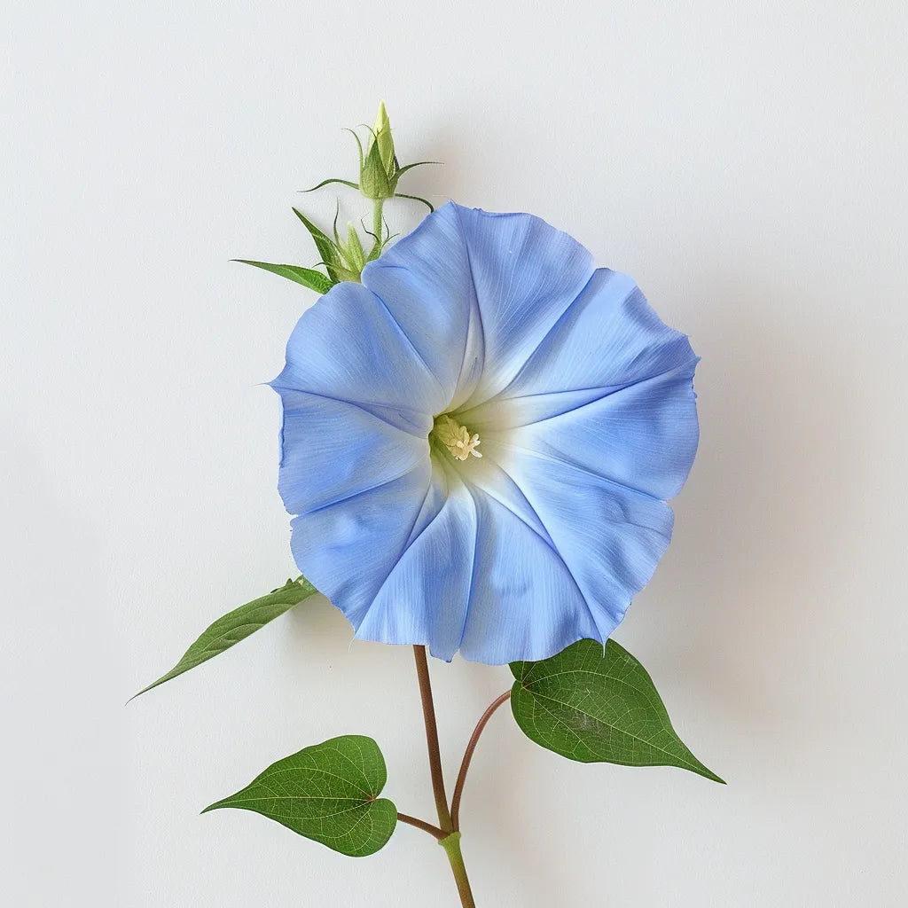 40 blaue Ipomoea-Samen