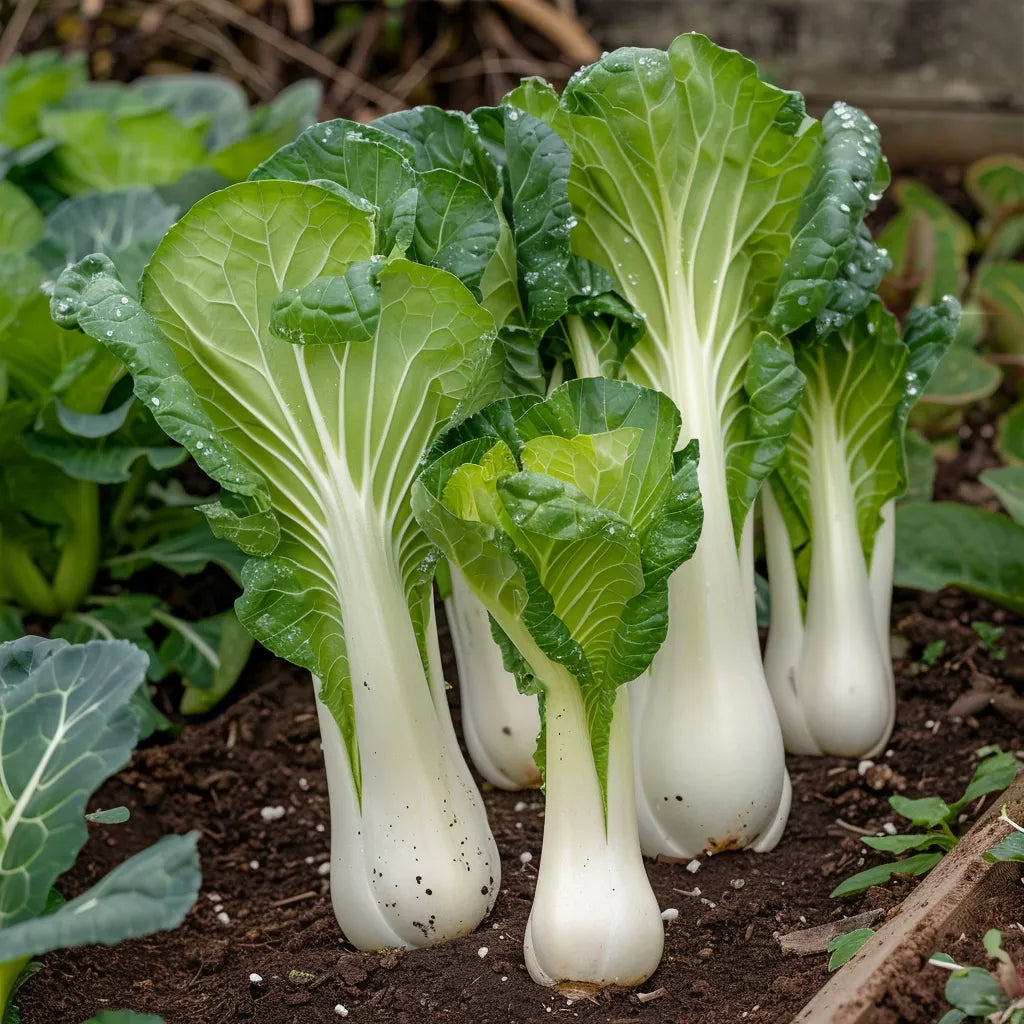 300 Pak Choi Chinese Cabbage Seeds