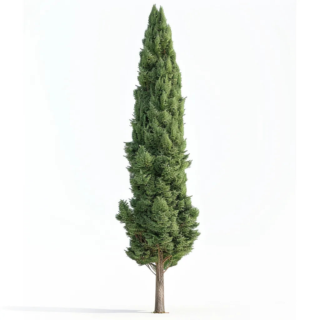 50 Graines de Cyprès d'Italie (Cupressus sempervirens stricta)