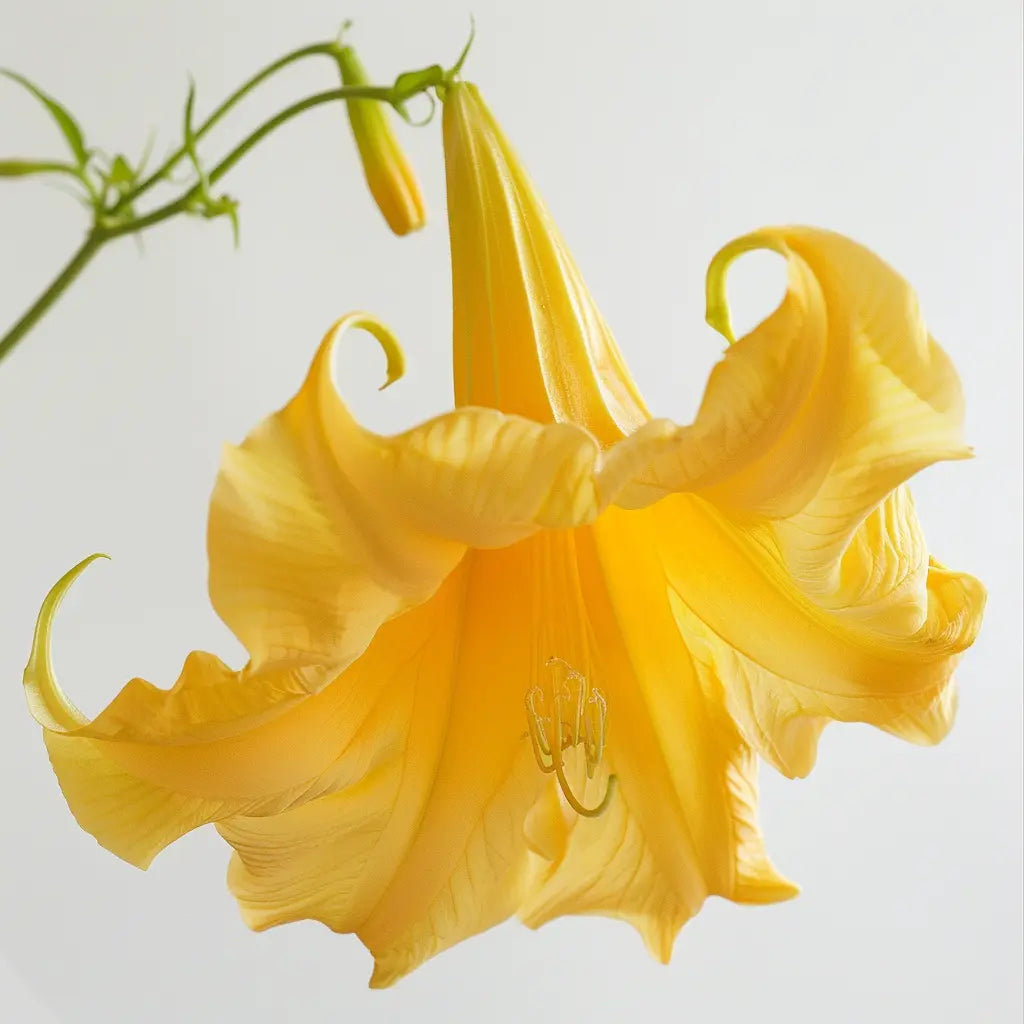 15 Samen der Gelben Engelstrompete (Brugmansia suaveolens)