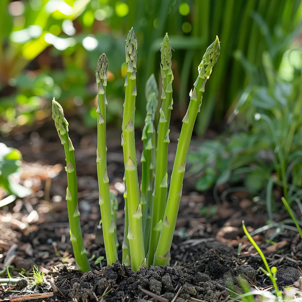 50 Graines d'Asperge Verte