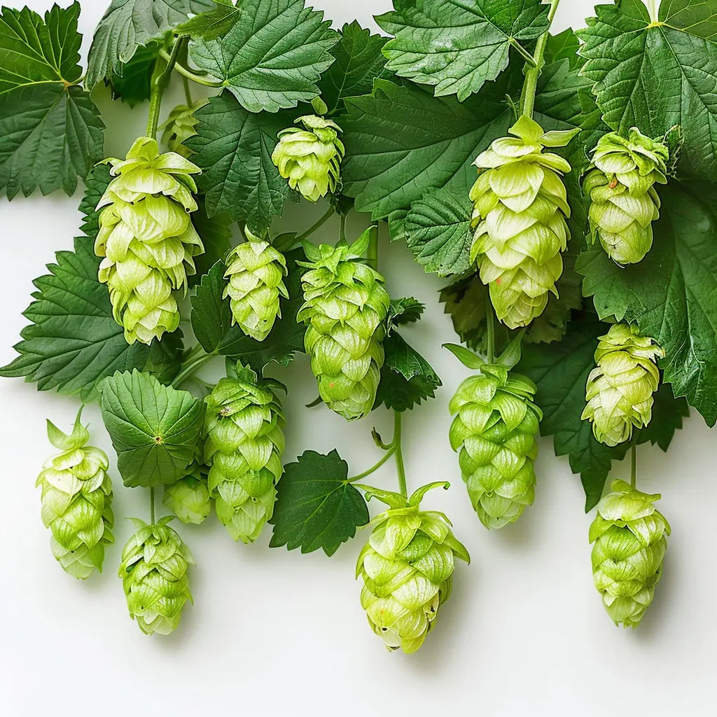 100 Graines de Houblon Grimpant