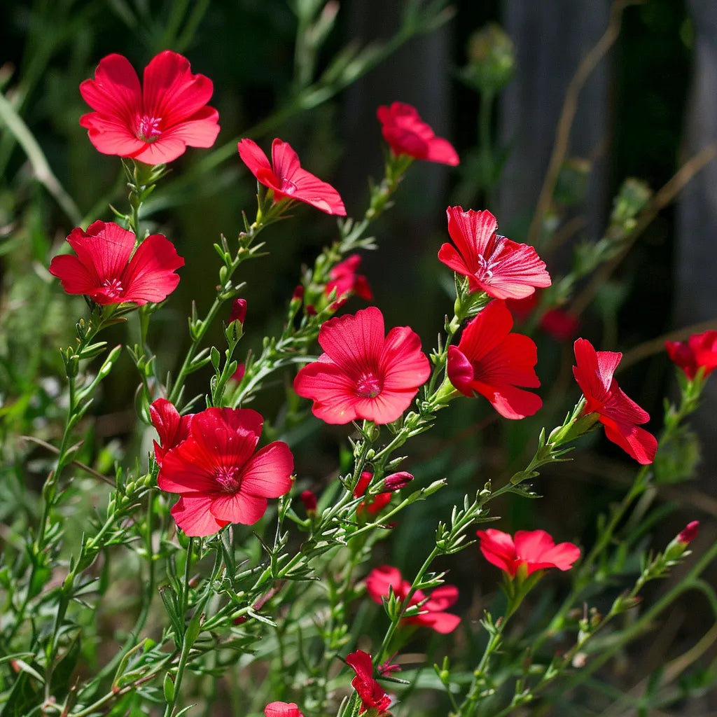 150 Graines de Lin à Grandes Fleurs Rouge