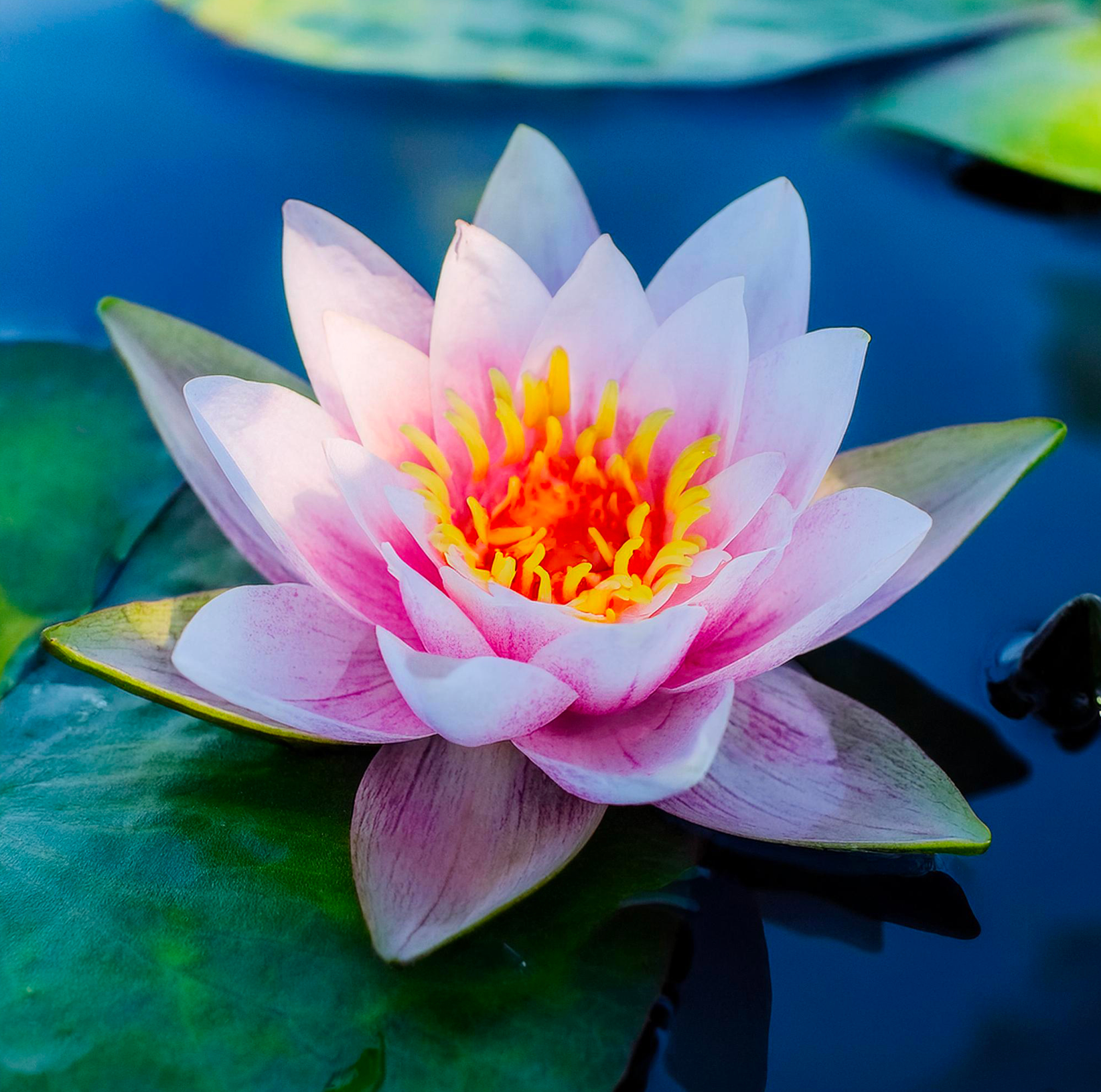 6 Graines de Lotus Sacré (Nelumbo nucifera)