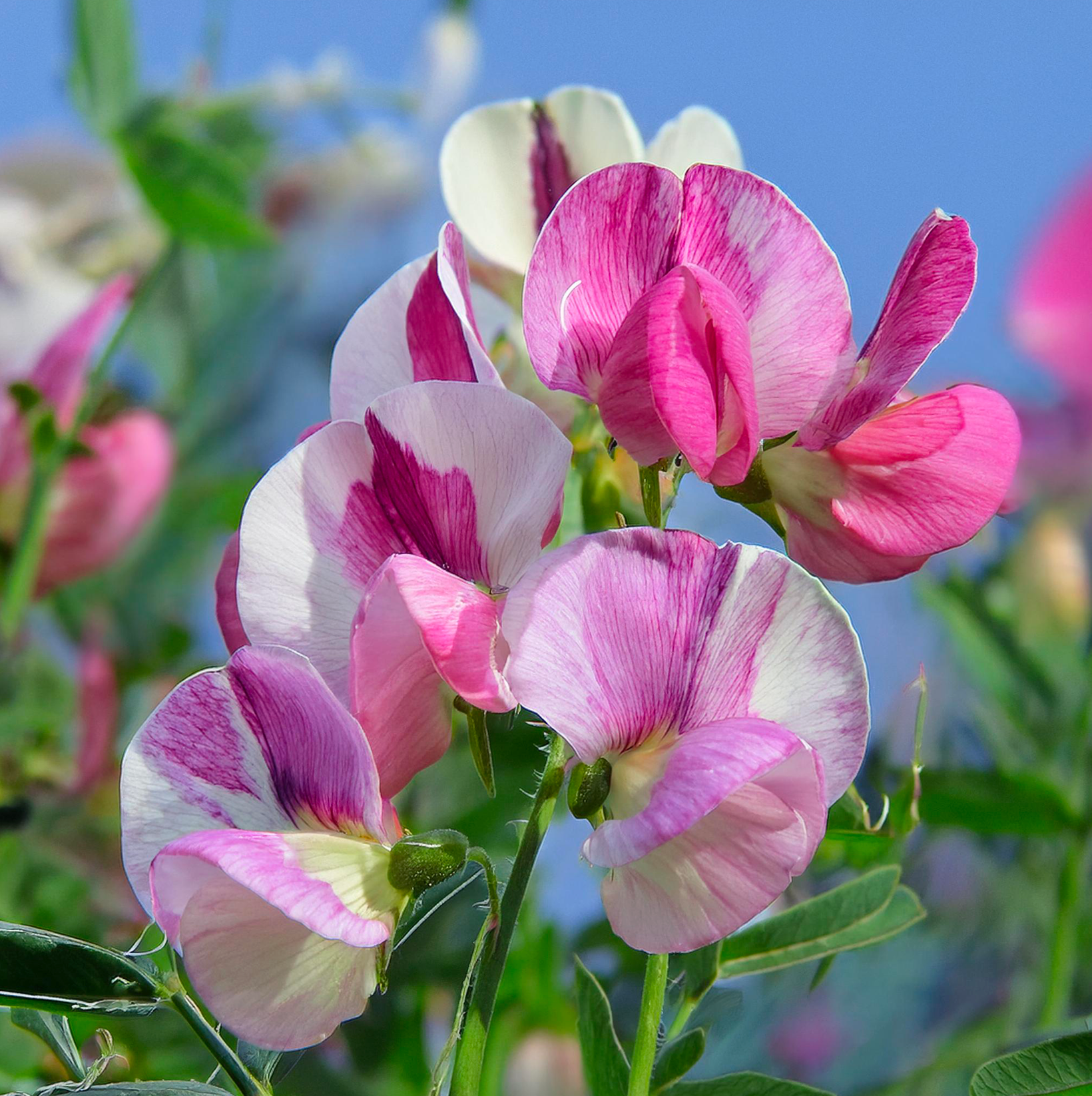 15 Amorrosa Edelwickensamen