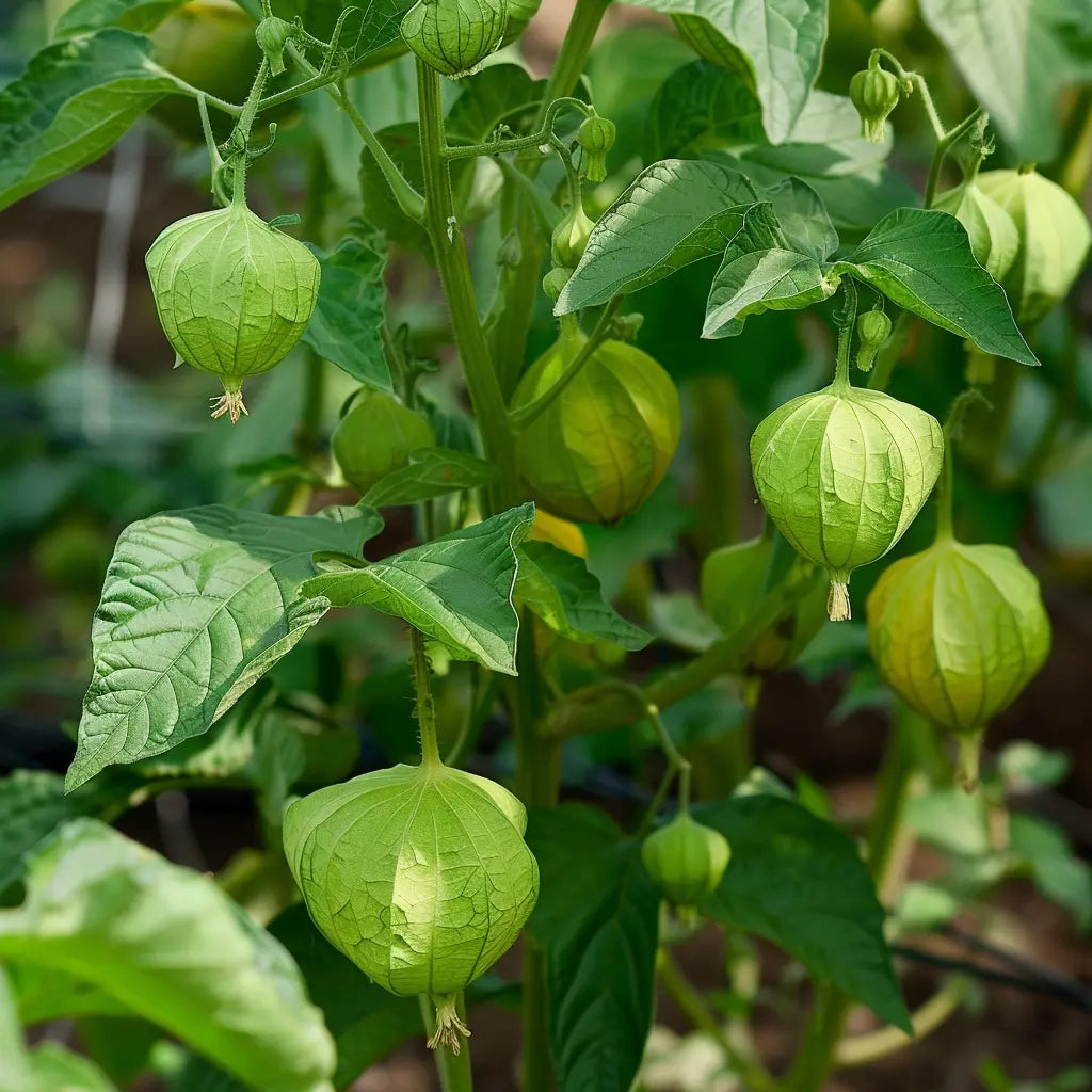 100 grüne Tomatillo-Samen