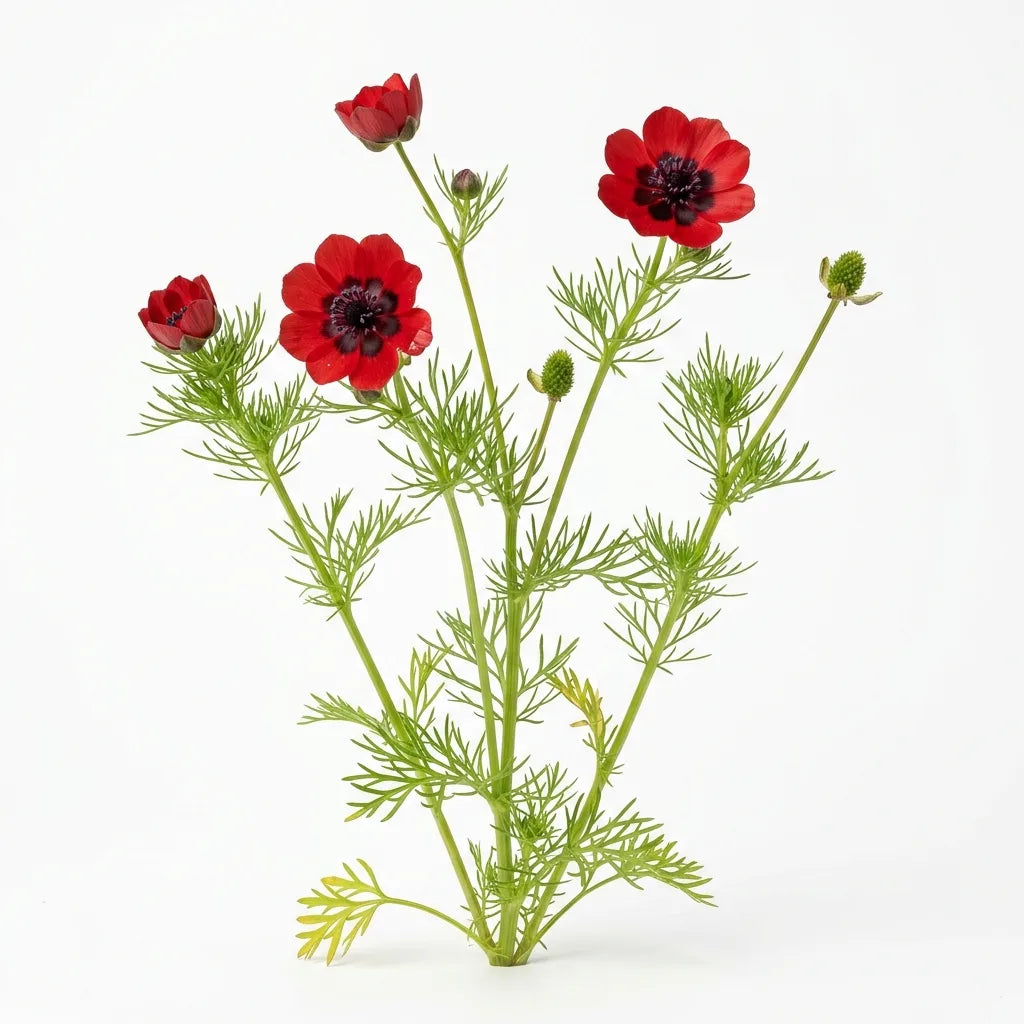 Pied fleuri d'adonis d'été (Adonis aestivalis) sur fond blanc — SemiSauvage