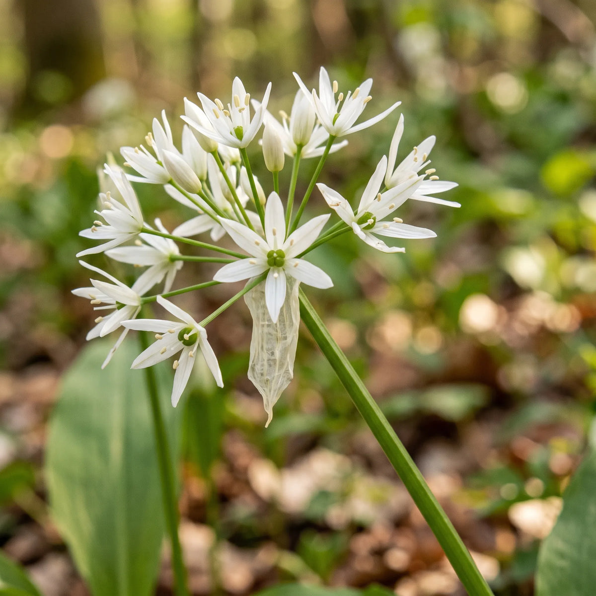 Macro d'une ombelle d'ail des ours aux fleurs en étoile blanche — SemiSauvage