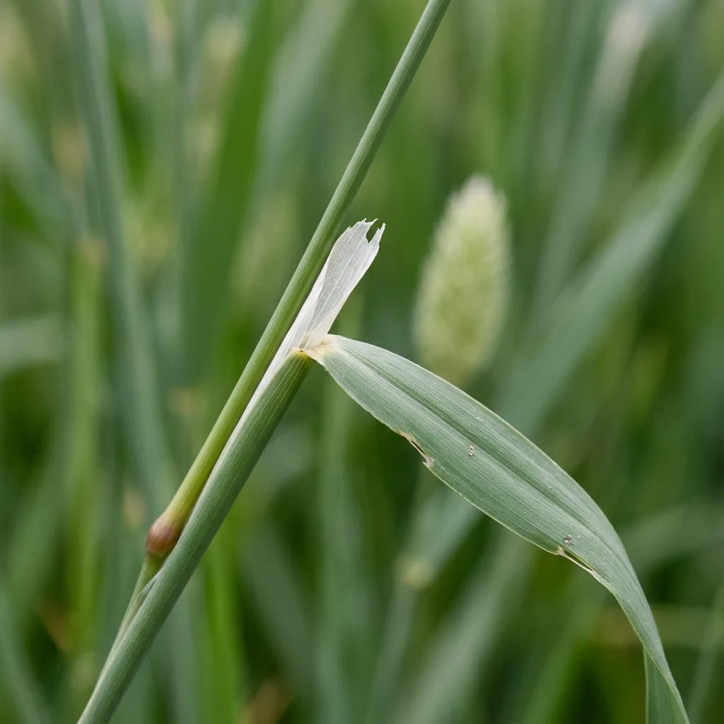 Détail botanique de l'alpiste : ligule membraneuse blanche et déchiquetée au sommet de la gaine, sans oreillettes — SemiSauvage