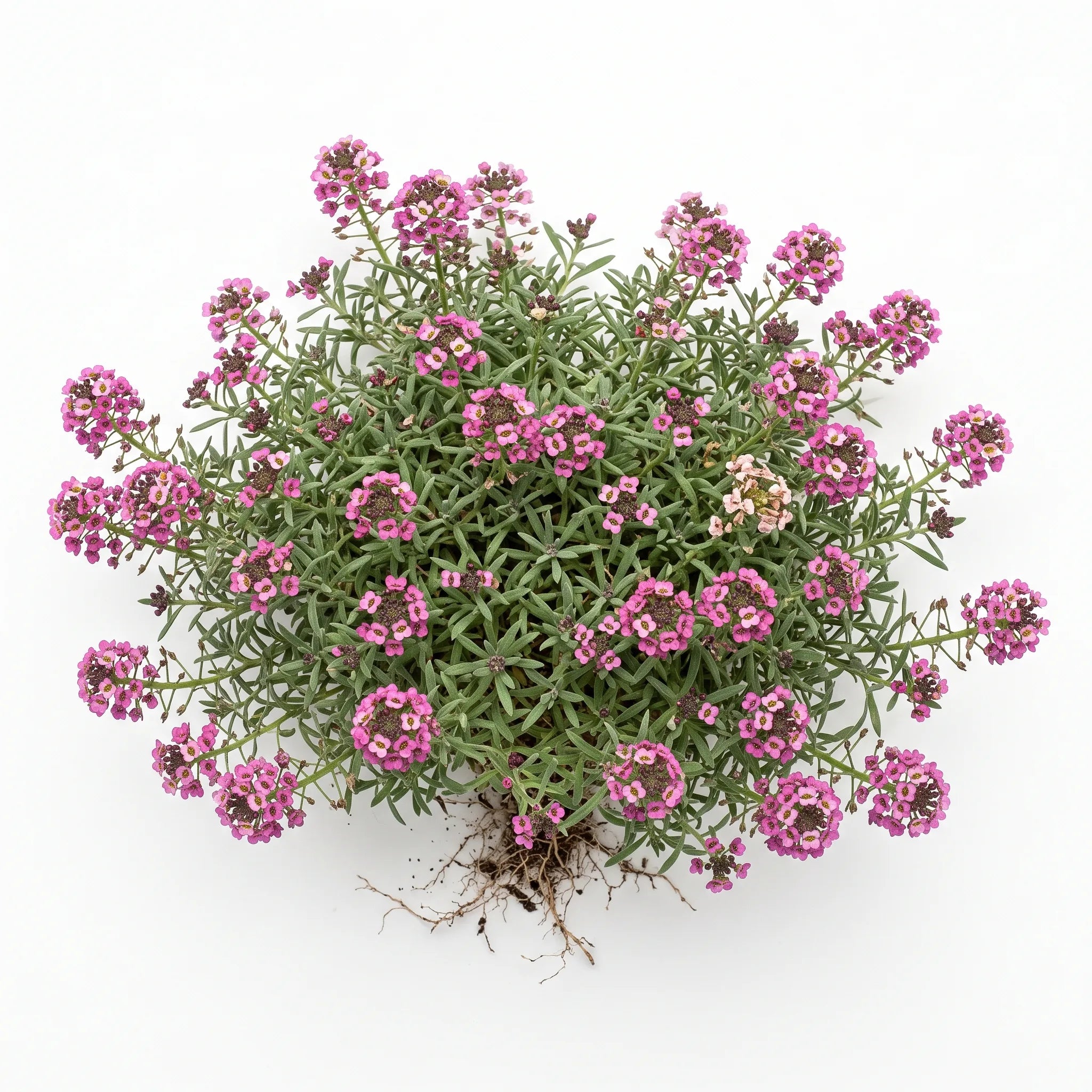 Coussin fleuri d'alysse odorante Rosie O'Day rose vif, sur fond blanc