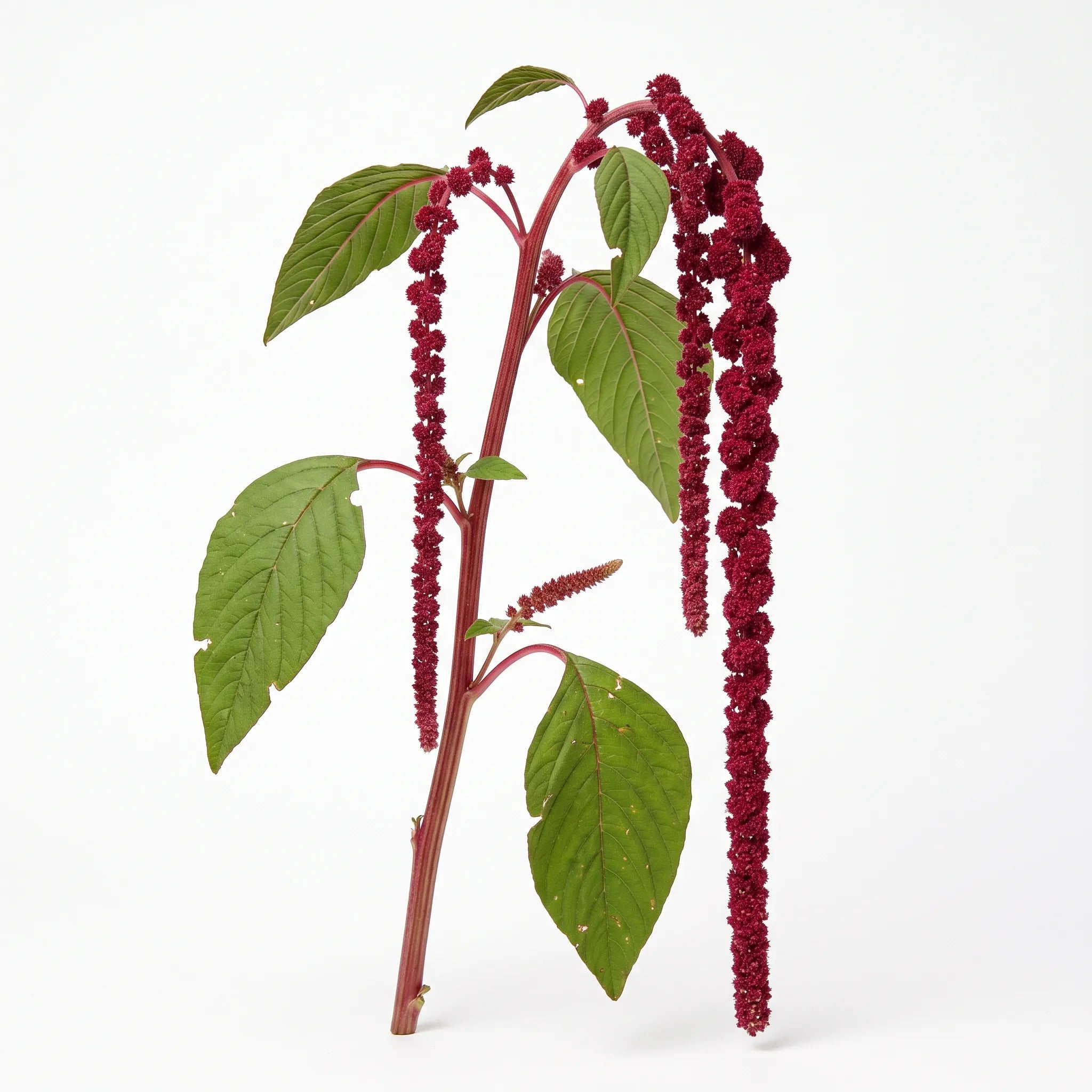 Tige d'amarante queue de renard (Amaranthus caudatus) sur fond blanc