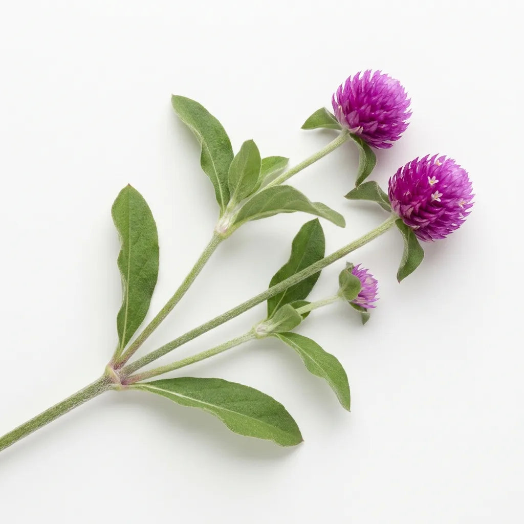 Brin d'Amarantine globuleuse (Gomphrena globosa) et ses pompons magenta, sur fond blanc — SemiSauvage