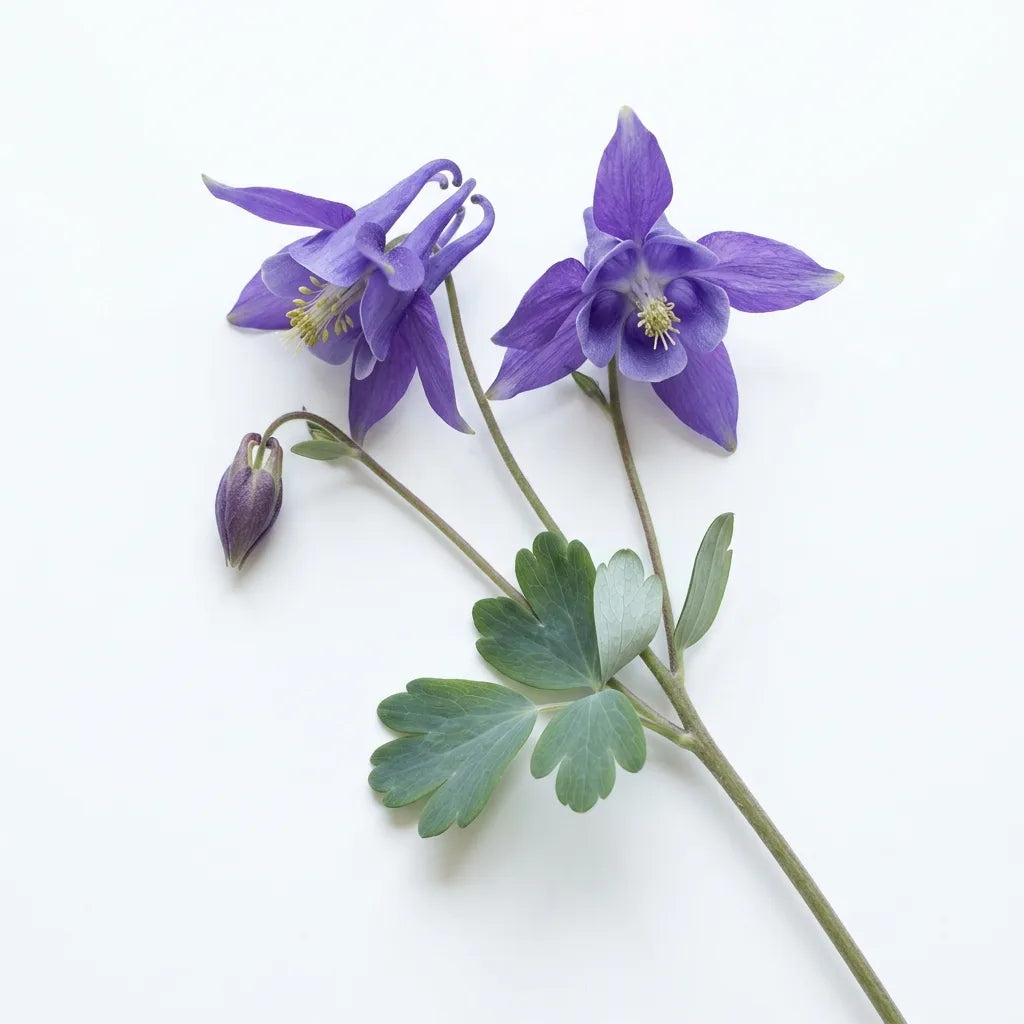 Tige d'Ancolie des jardins (Aquilegia vulgaris), fleurs violettes à éperons crochus, sur fond blanc — SemiSauvage
