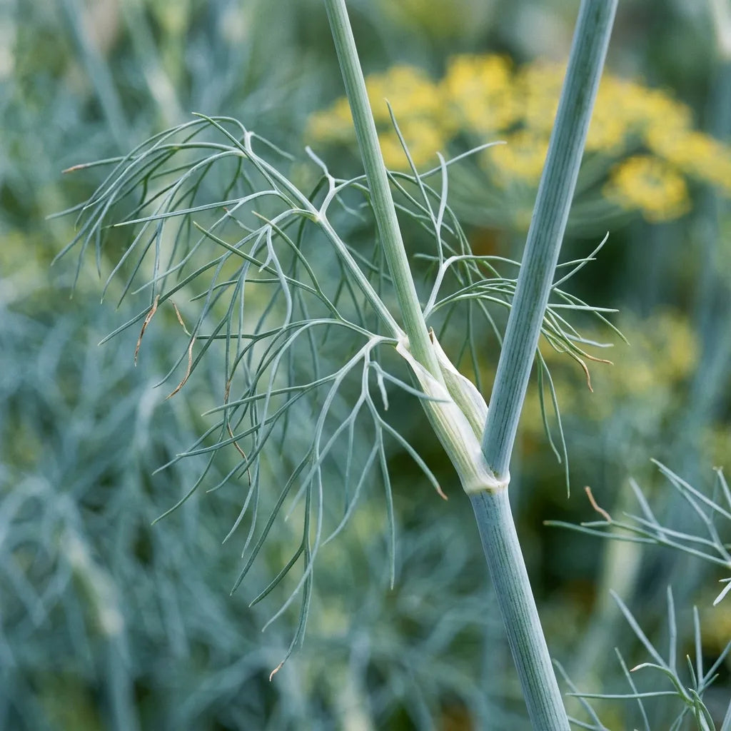 Détail de l'aneth : tige creuse glabre vert bleuté, gaine embrassante membraneuse et lanières filiformes du feuillage — SemiSauvage