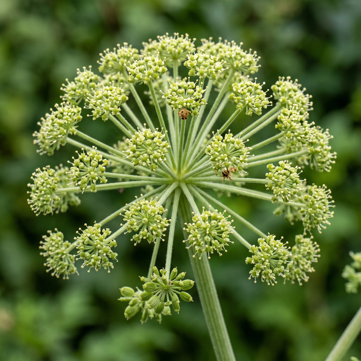 Macro de l ombelle composee spherique de l angelique officinale, fleurons vert-jaune de deux millimetres