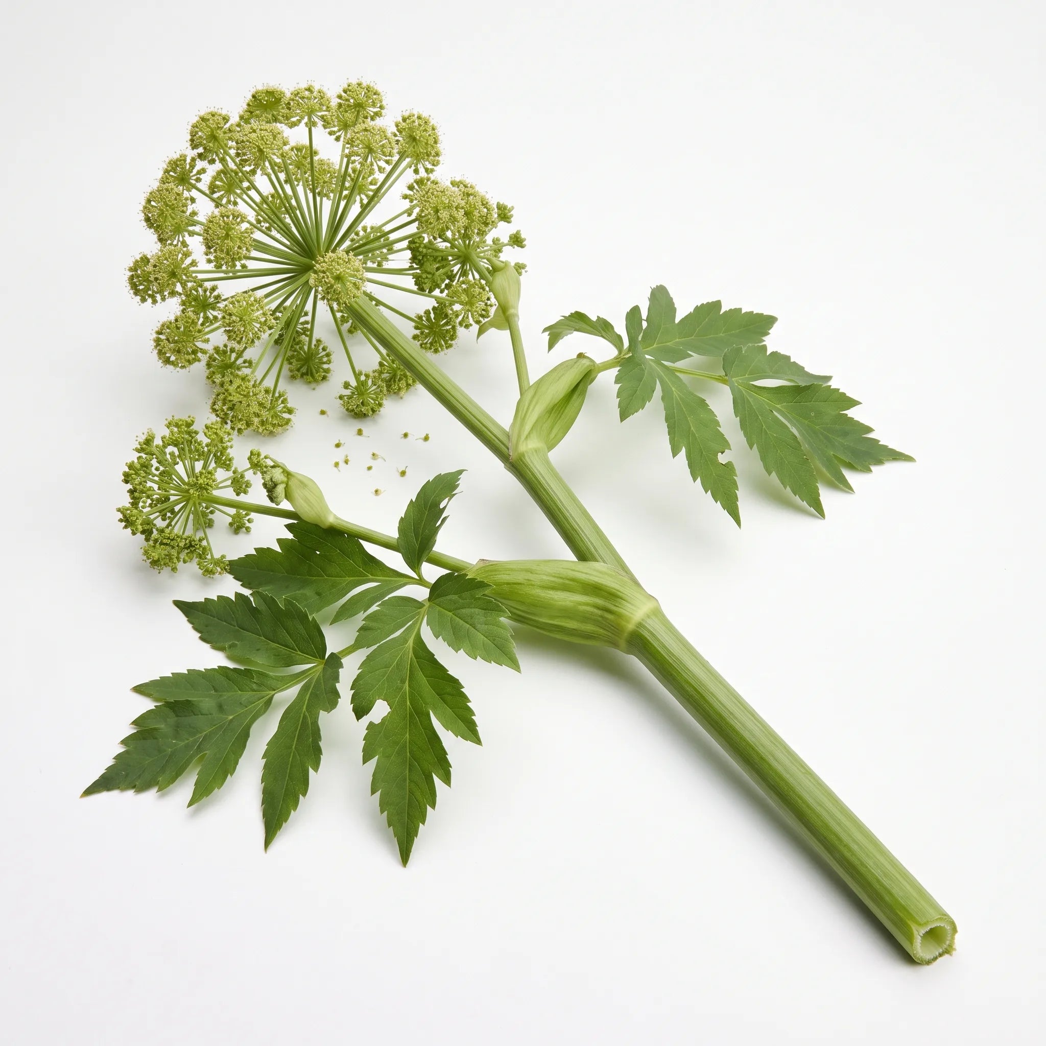 Tige fleurie d angelique officinale Angelica archangelica sur fond blanc, ombelle spherique vert-jaune et feuille pennee
