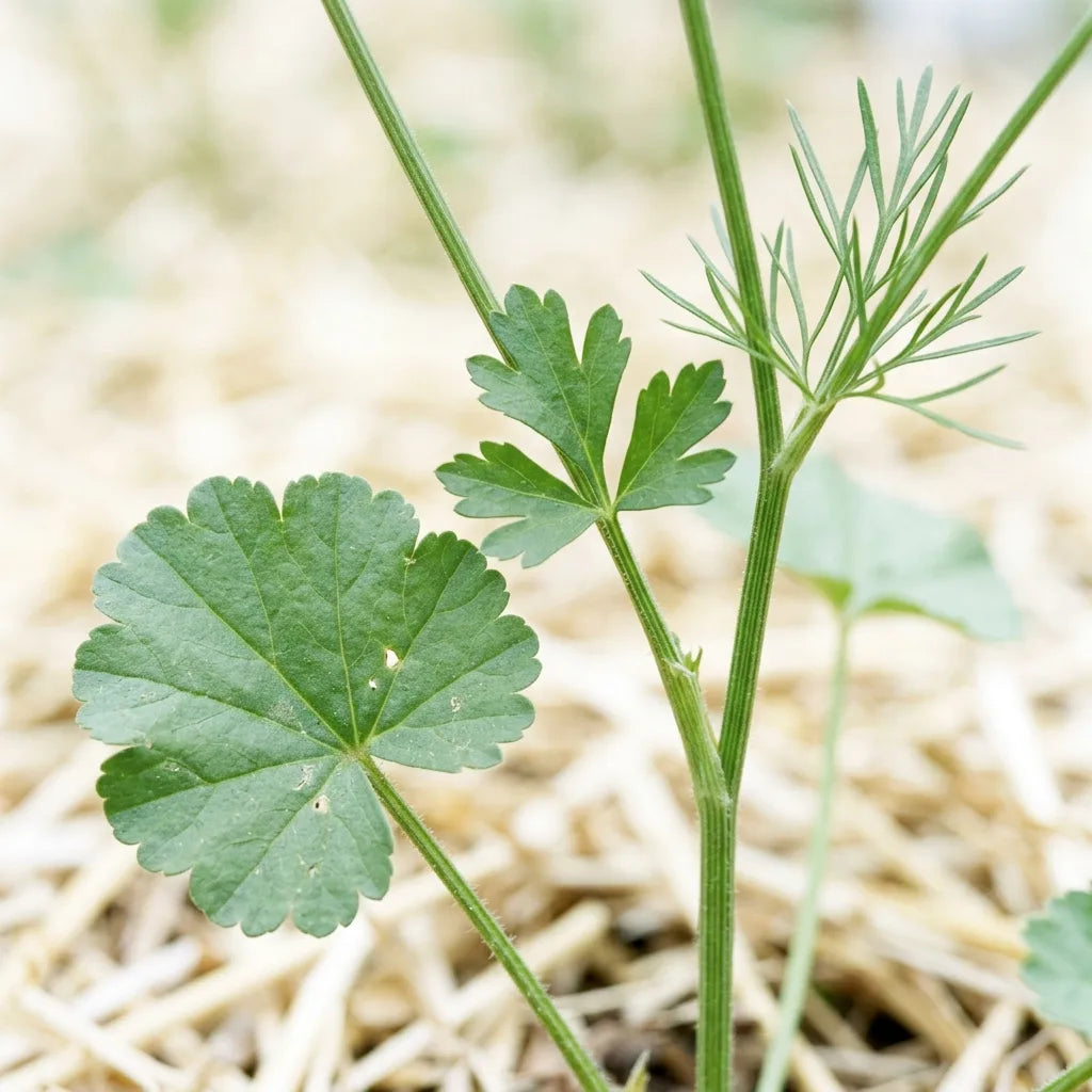 Dimorphisme foliaire de l'anis vert : feuille basale arrondie, feuille moyenne trilobée, feuille supérieure filiforme — SemiSauvage