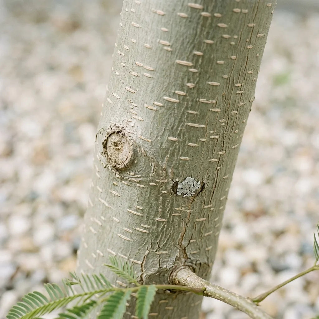 Écorce lisse gris-vert de l'arbre à soie, marquée de fines lenticelles claires — SemiSauvage