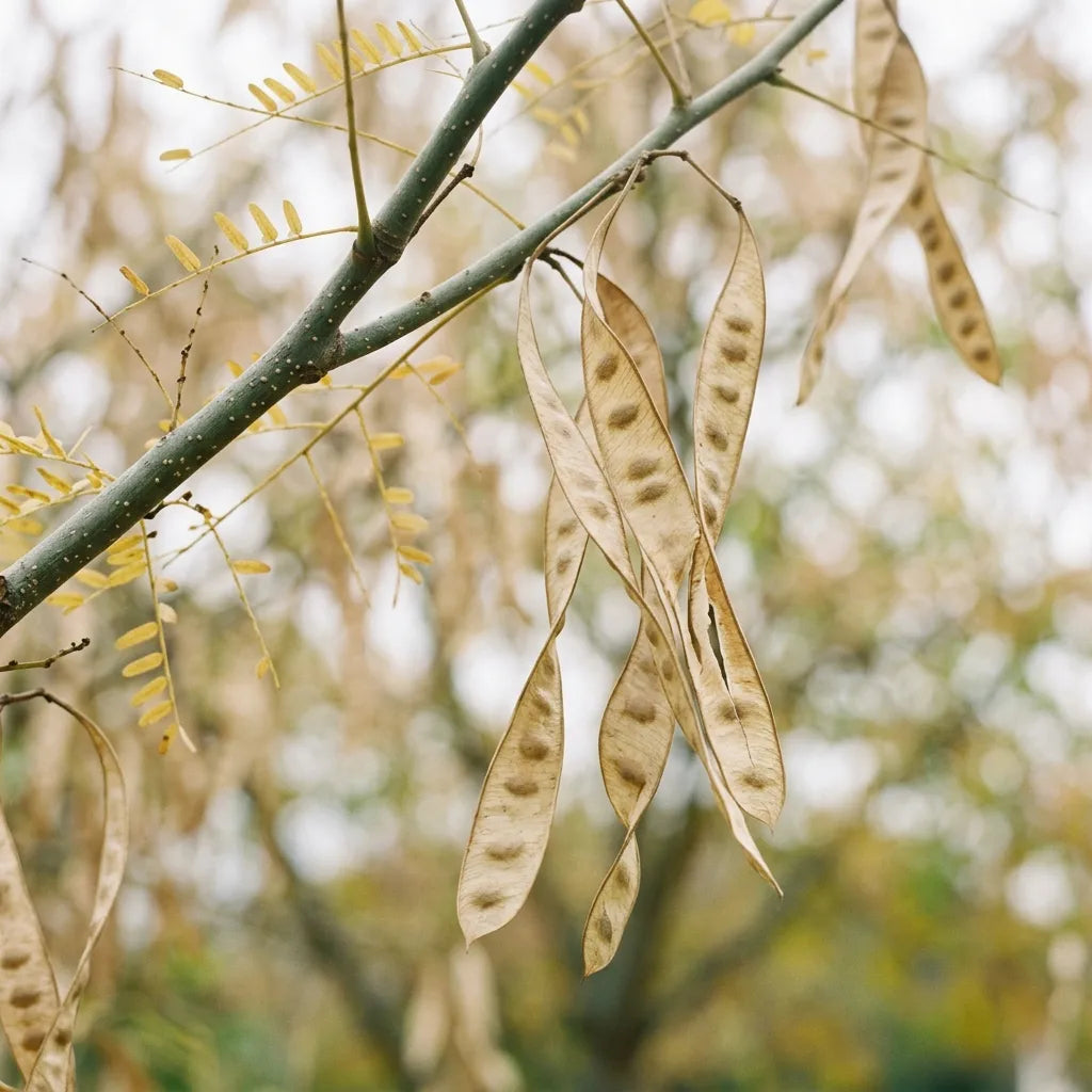 Gousses plates et papyracées de l'Albizia à l'automne, encore accrochées au rameau — SemiSauvage