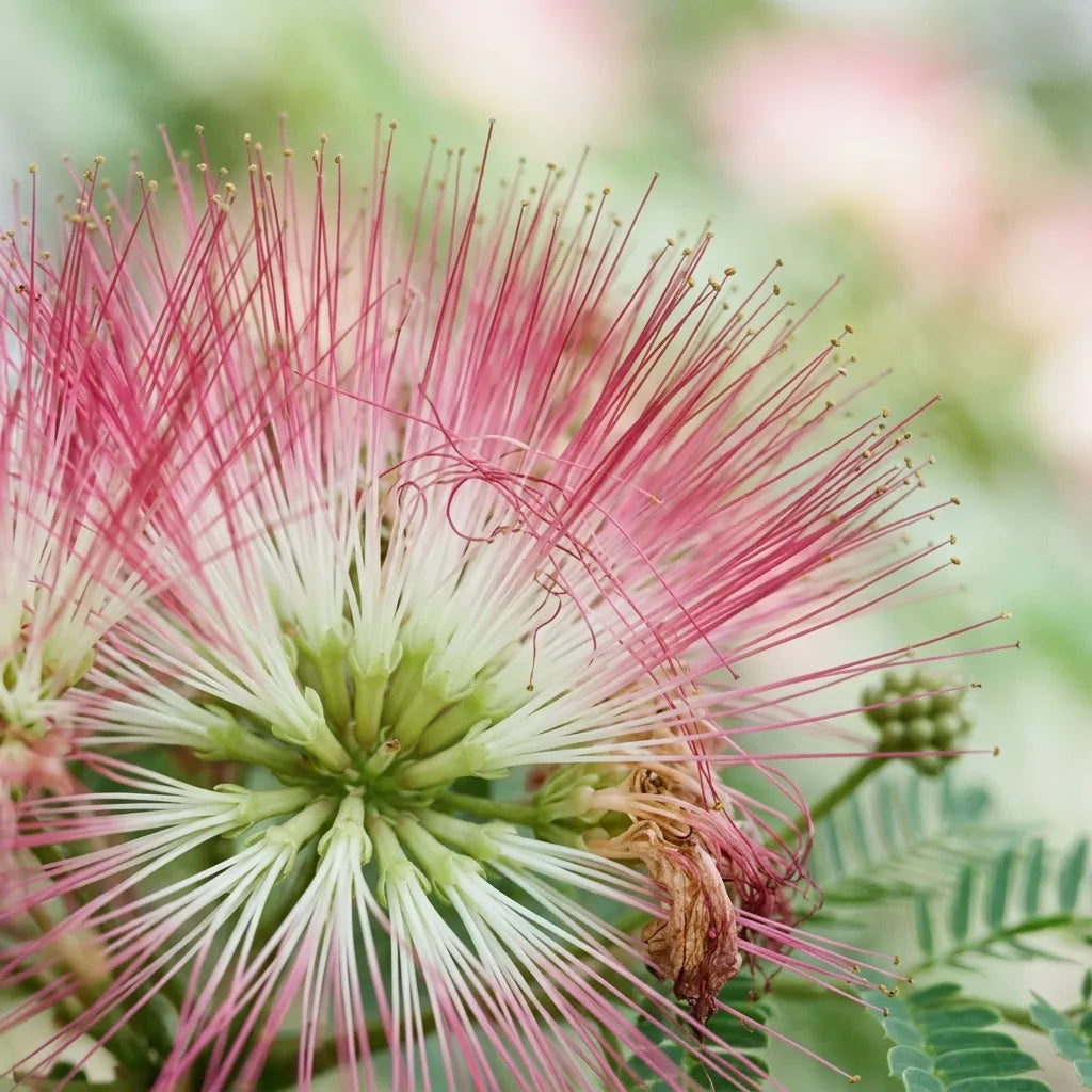 Macro d'un pompon d'Albizia : longues étamines soyeuses blanches à la base et rose vif à la pointe — SemiSauvage