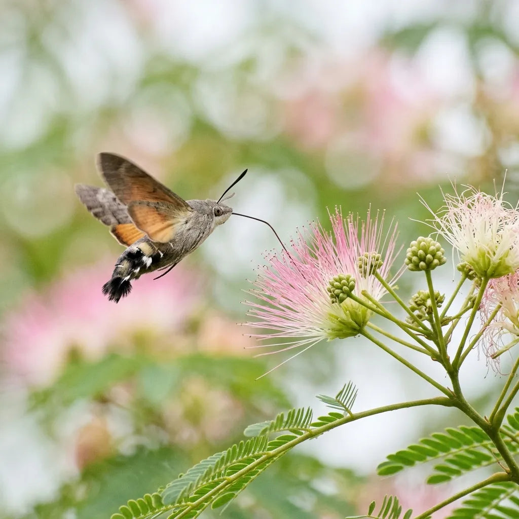 Moro-sphinx en vol stationnaire devant un pompon d'arbre à soie, floraison très mellifère — SemiSauvage