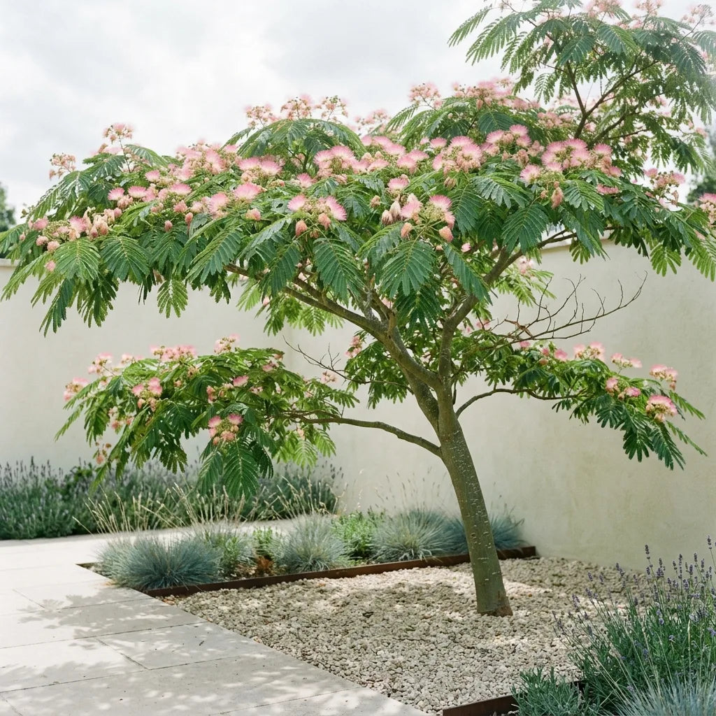 Arbre à soie adulte en fleurs, port en parasol et houppier étalé dans un jardin sec — SemiSauvage