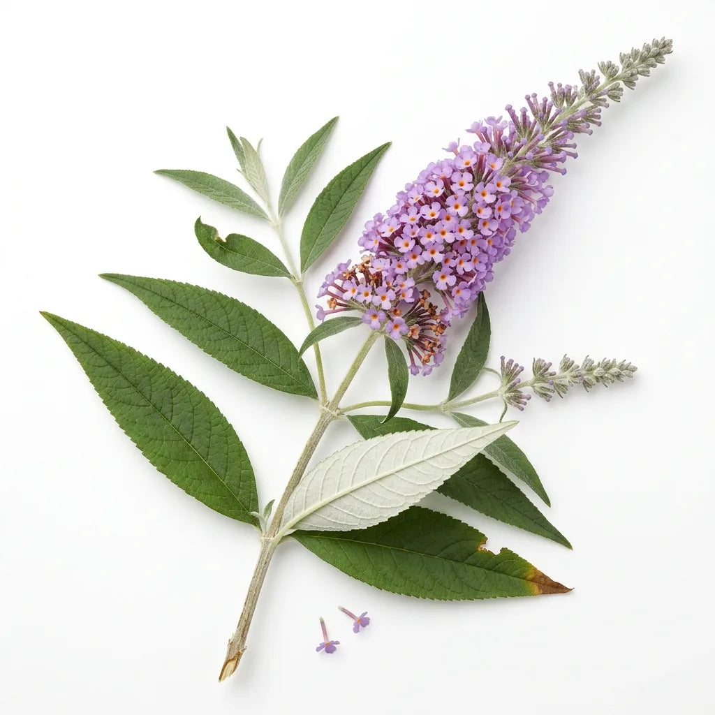 Rameau fleuri d'arbre aux papillons (Buddleja davidii) et revers blanc des feuilles, sur fond blanc — SemiSauvage