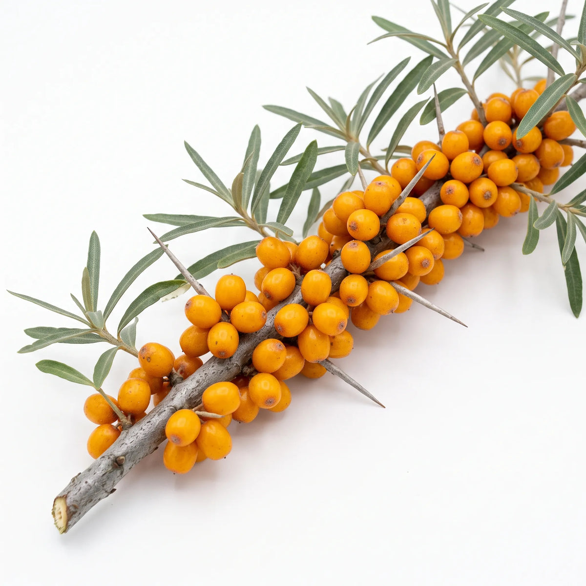 Rameau d'argousier (Hippophae rhamnoides) chargé de baies orange sur fond blanc — graines reproductibles SemiSauvage