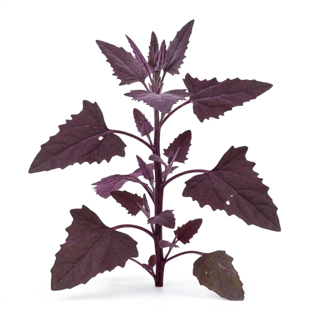 Pied d'arroche rouge (Atriplex hortensis var. rubra) sur fond blanc — SemiSauvage