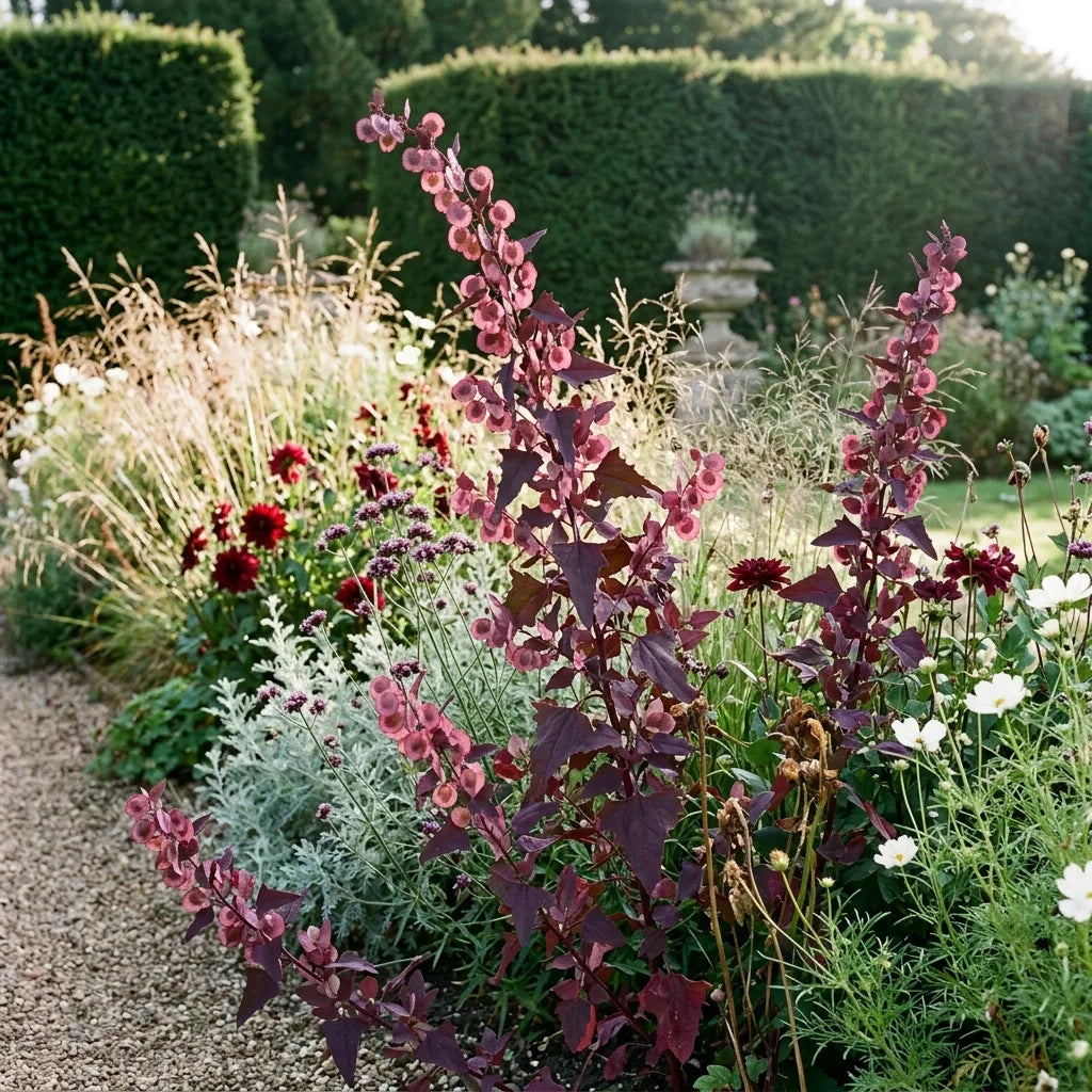 Arroche rouge (Atriplex hortensis var. rubra) en massif ornemental de fin d'été — SemiSauvage