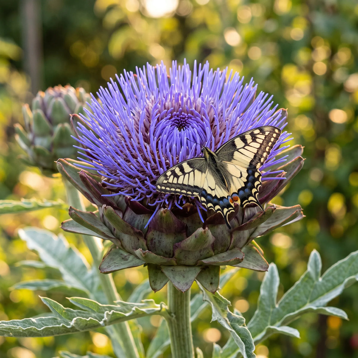 Capitule d'artichaut épanoui en bleu violet, visité par un machaon