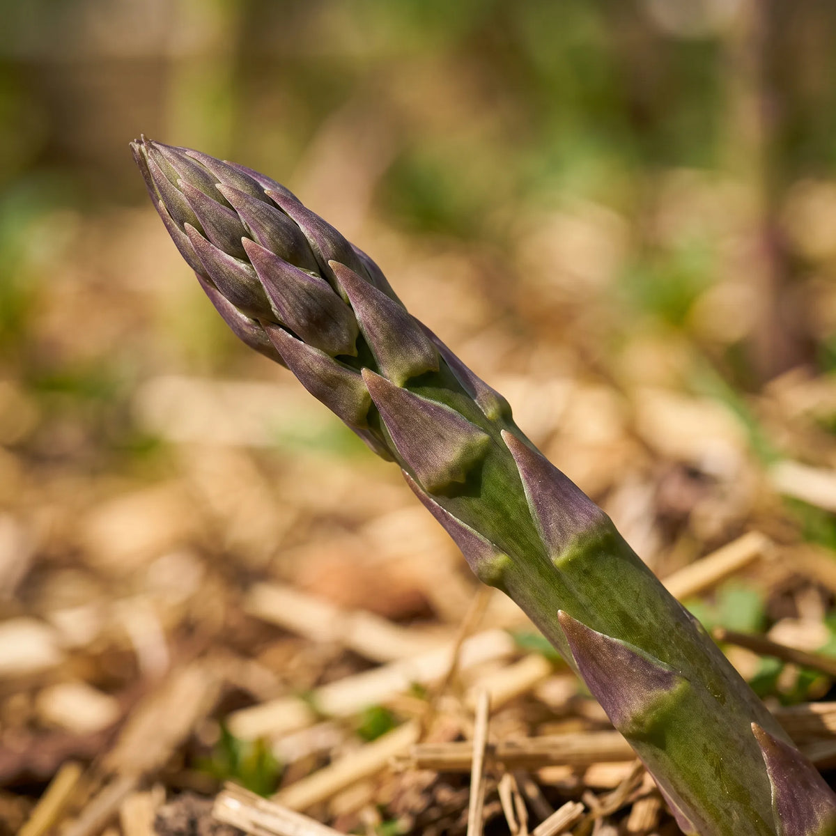 Macro de la pointe d'un turion d'asperge et de ses écailles imbriquées — SemiSauvage