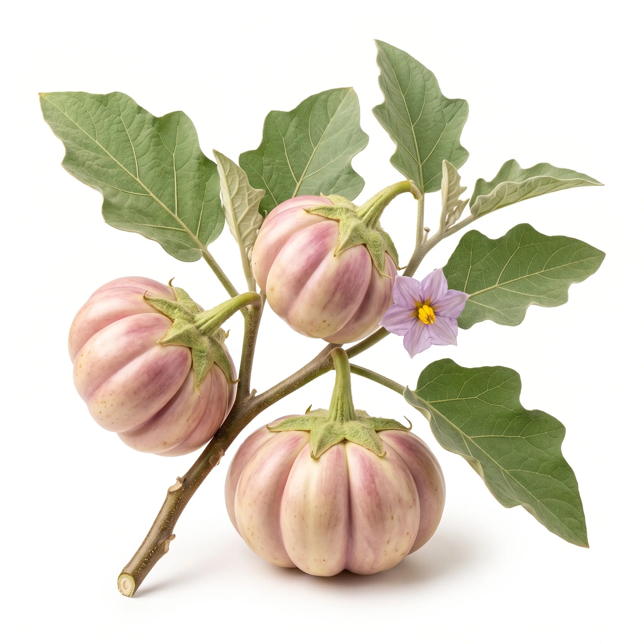 Rameau fructifié d'aubergine Rotonda di Bianca sur fond blanc — graines reproductibles SemiSauvage