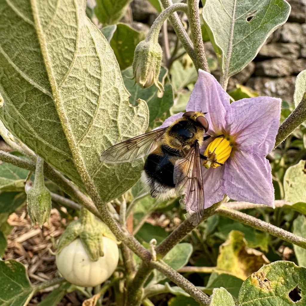 Volucelle bourdon posée sur une fleur d'aubergine Rotonda di Bianca — SemiSauvage