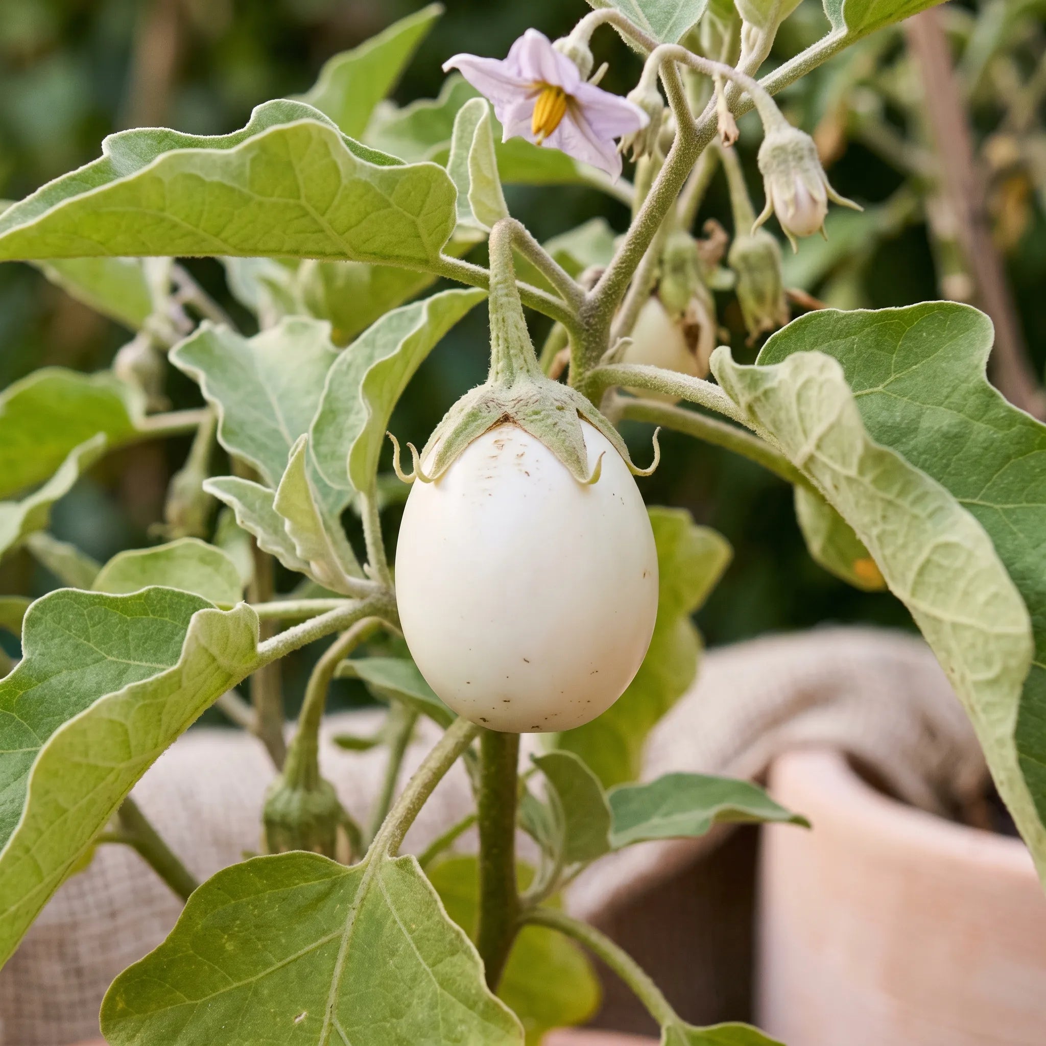 Macro d'une aubergine White Egg en forme d'œuf de poule et de son calice — SemiSauvage