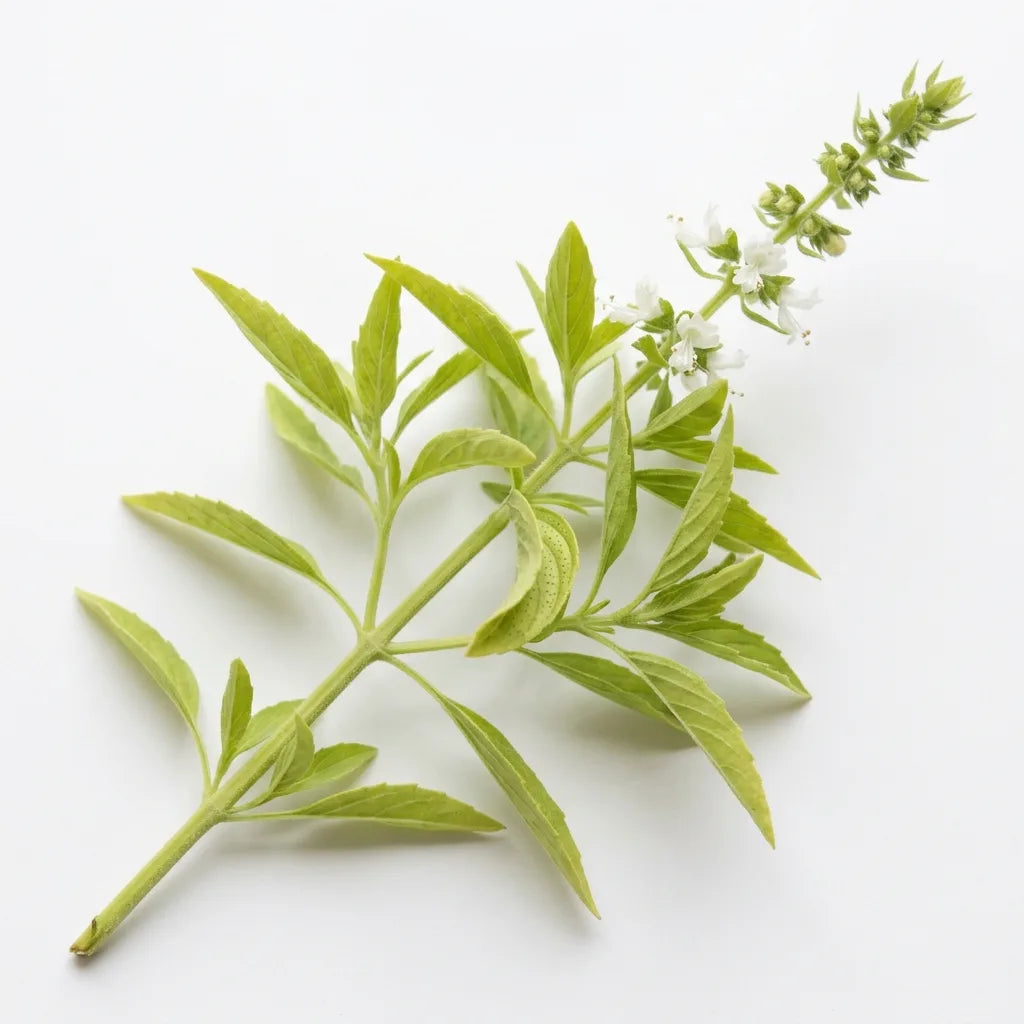 Brin de Basilic citron (Ocimum basilicum var. citriodorum), feuilles étroites et épi blanc, sur fond blanc — SemiSauvage