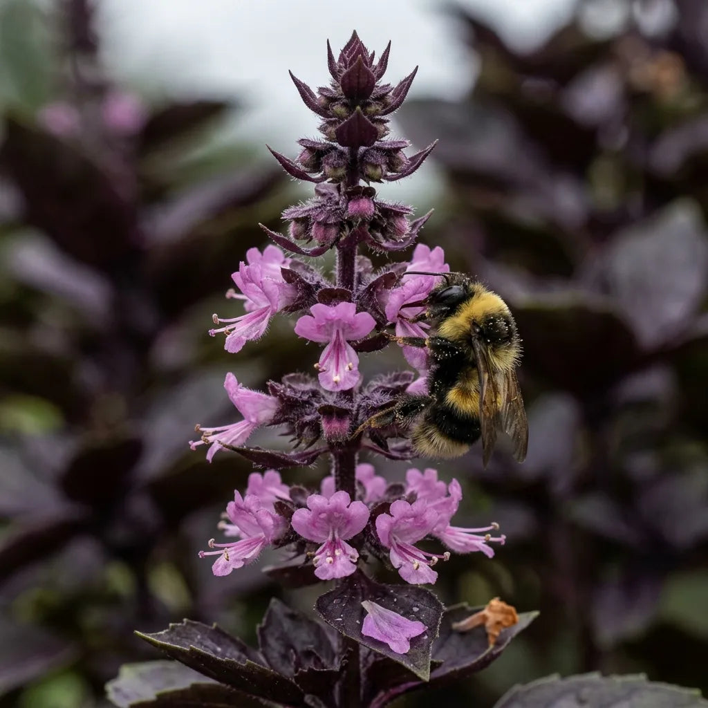 Bourdon butinant l'épi rose mauve du basilic pourpre — SemiSauvage