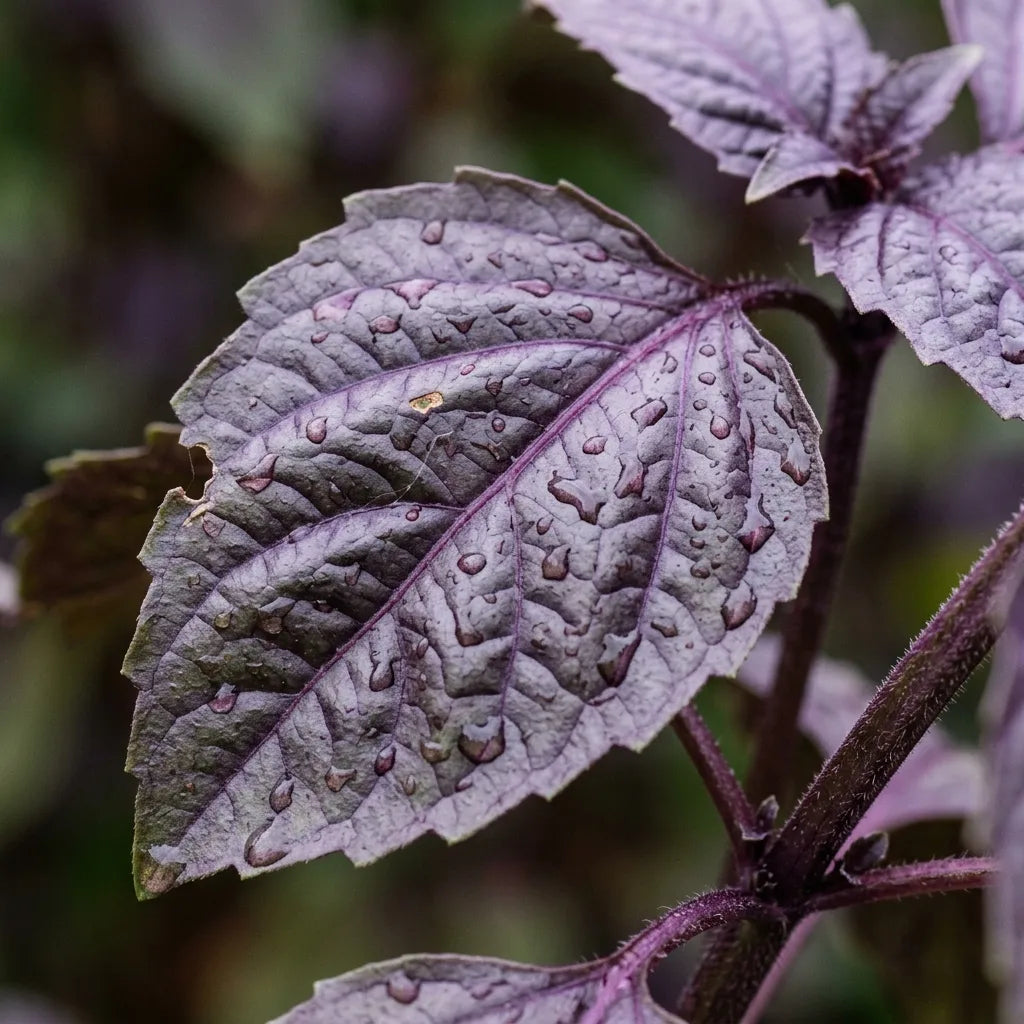 Feuille gaufrée pourpre sombre et tige carrée du basilic pourpre, macro — SemiSauvage