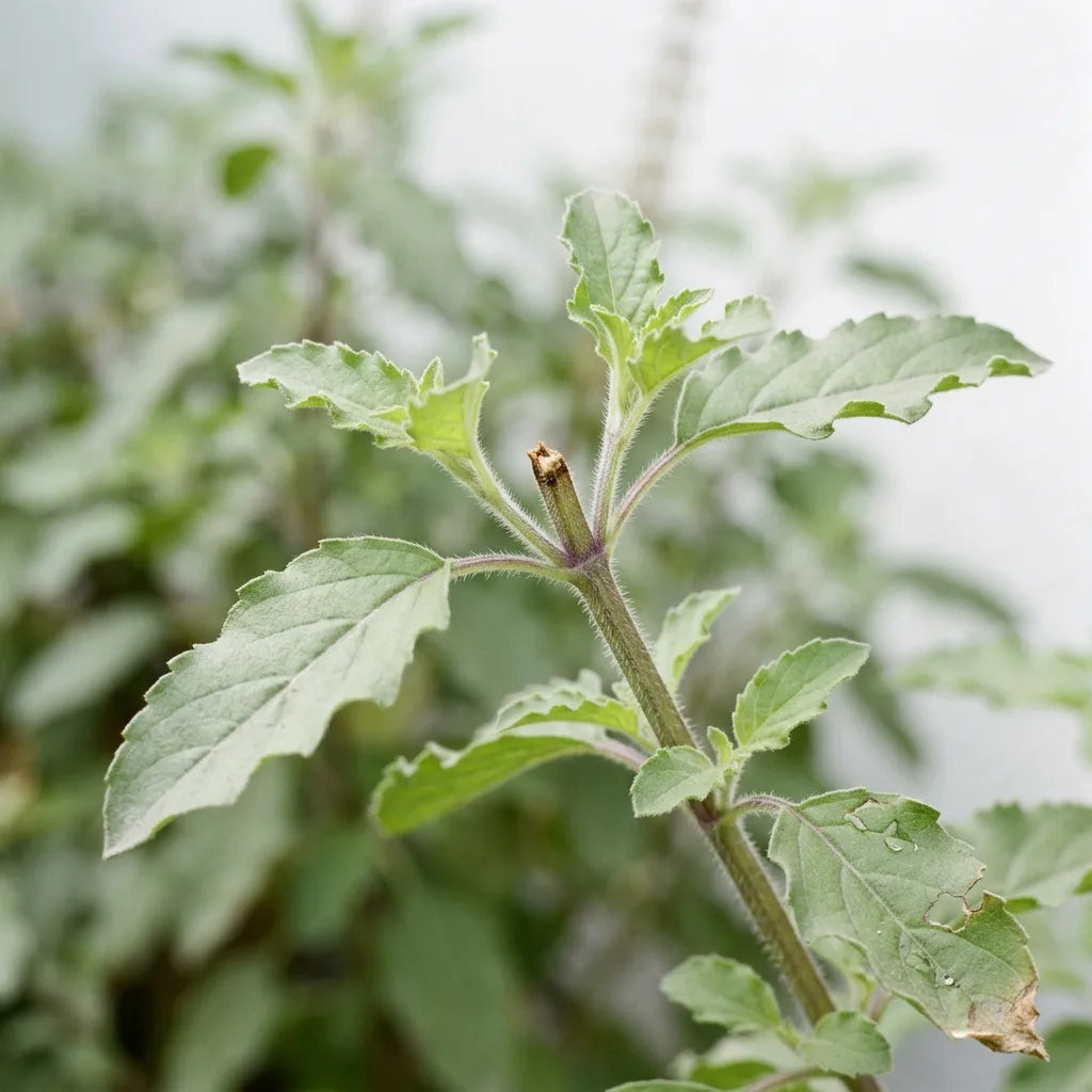 Sommet de tige de tulsi pincé au-dessus d'une paire de feuilles : deux nouvelles pousses partent des aisselles — SemiSauvage