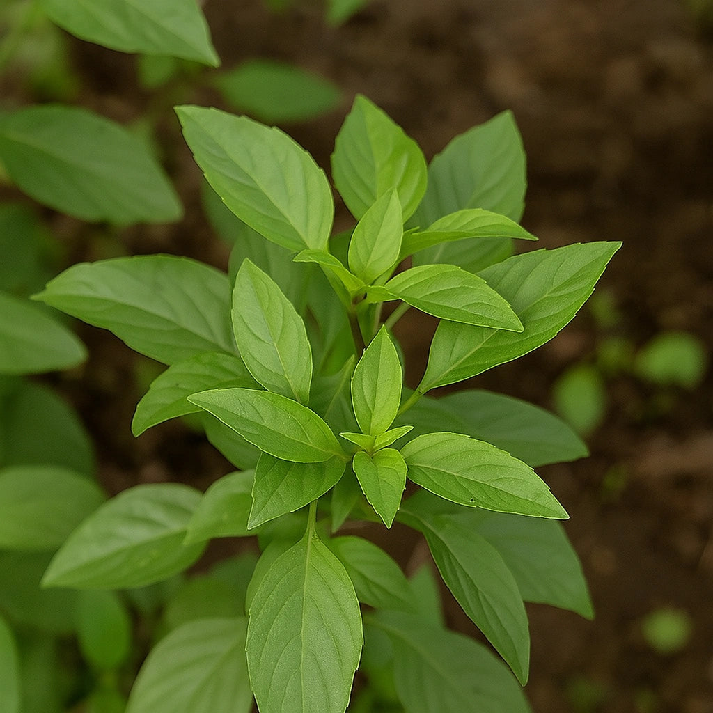200 Thailandske basilikumfrø (Ocimum basilicum var.thyrsiflora)